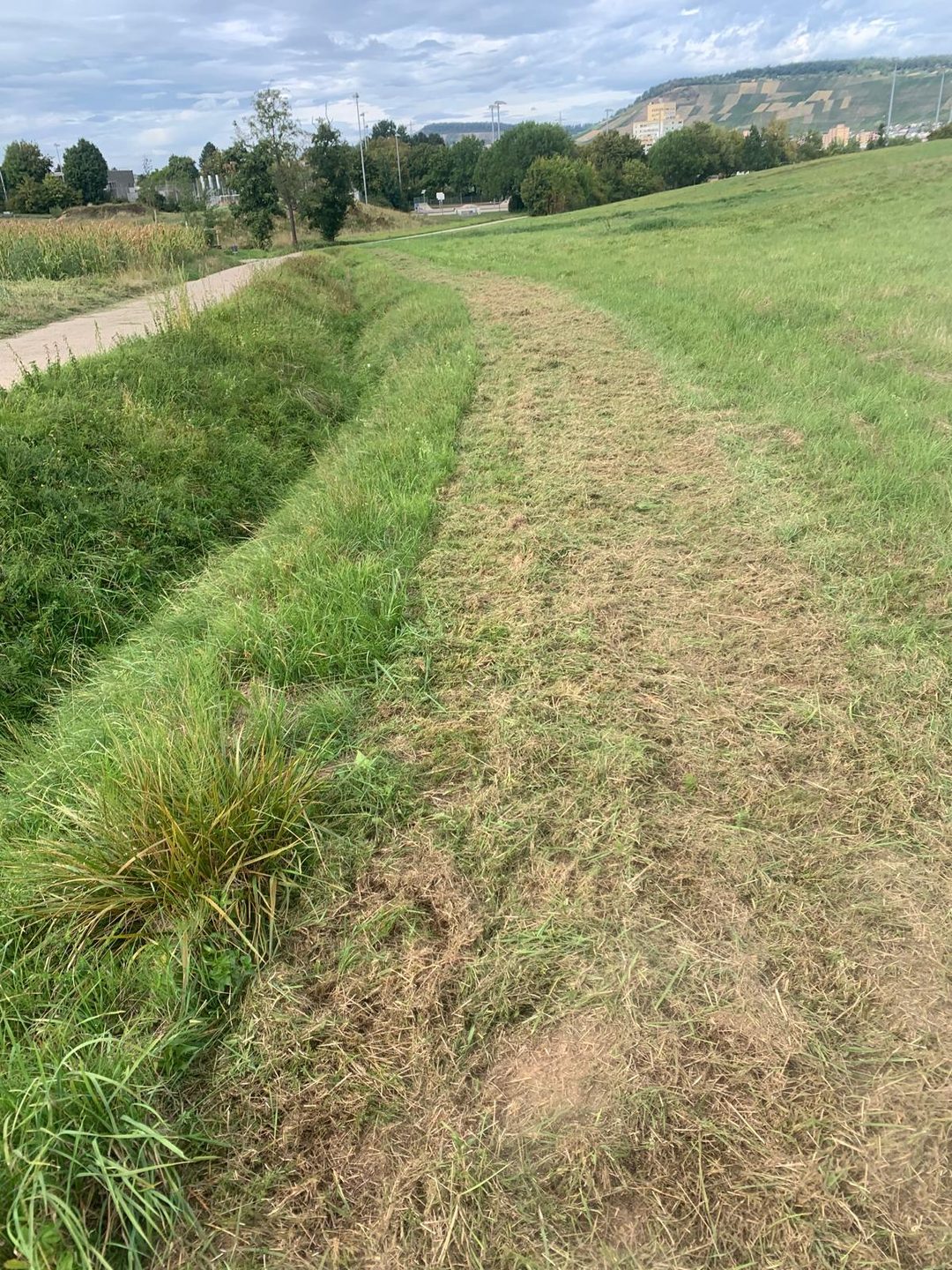 Gemaehter Streifen am Wegrand